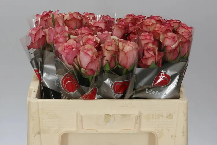 Rosa Gr Vintage 50 cm