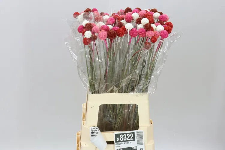 Craspedia Klb Bh Love mix 70 cm