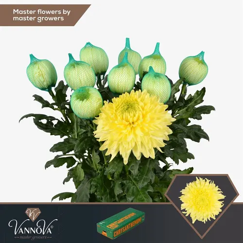 Chr G Magnum Yellow 70 cm