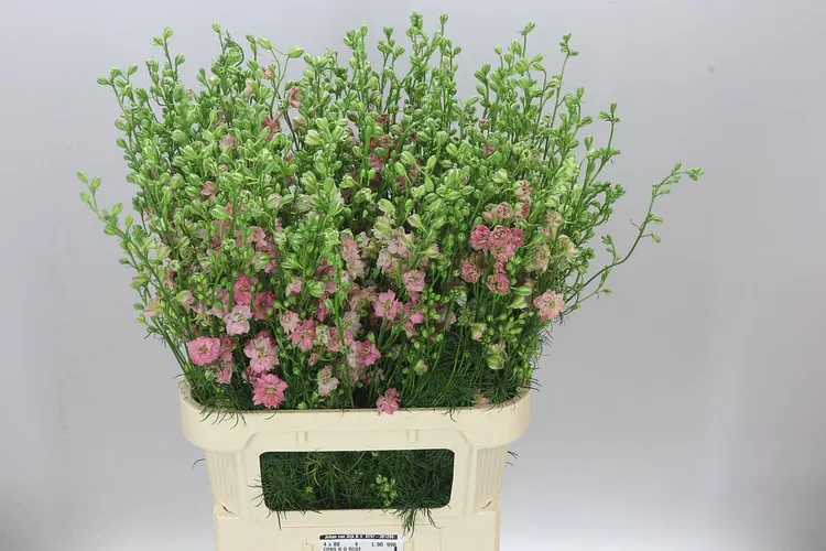 Delph Aj Pink 90 cm