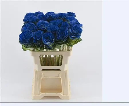 Brassica Painted Blue 60 cm