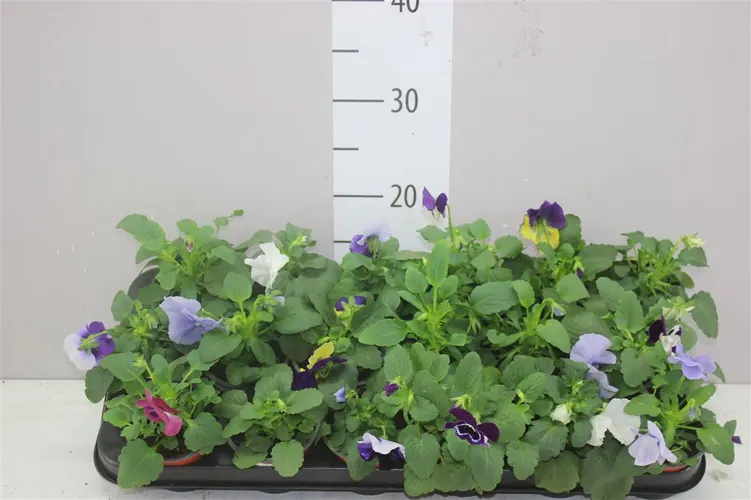 Viola Col F1 Gemengd črepník 9 cm