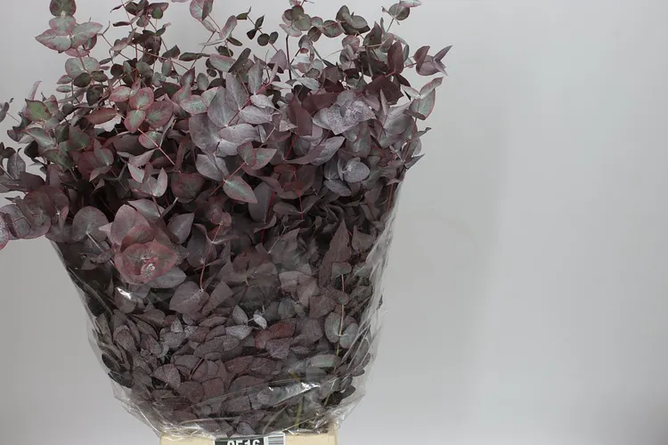 Cinerea Abs Red 70 cm