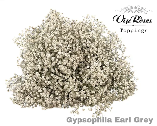 Gyps Pa Earl Grey 80 cm