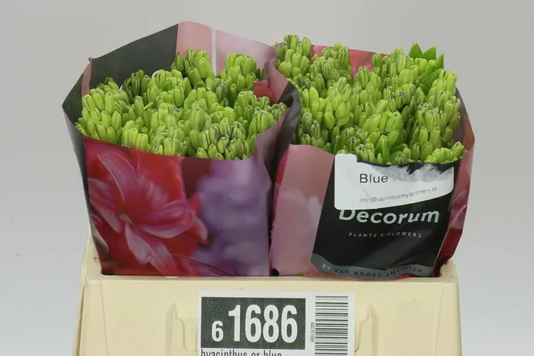 Hyacinthus Blue Future 30 cm