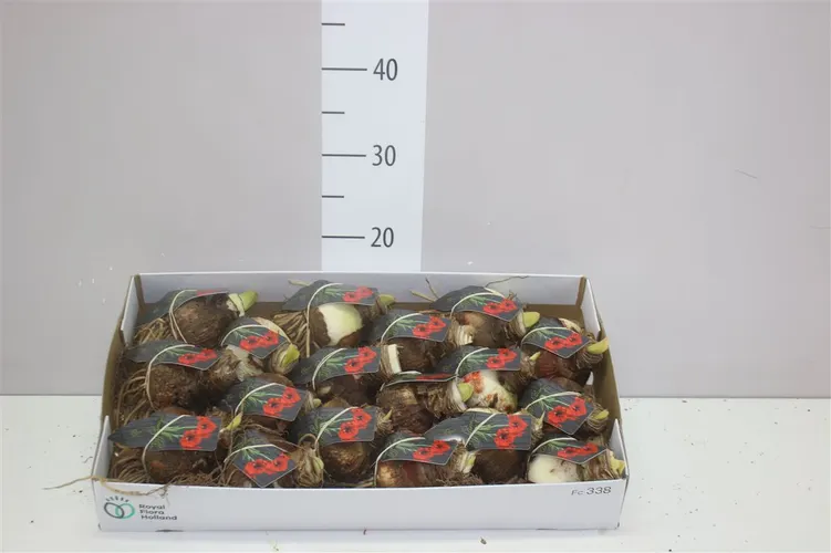 Amarylis Bol červený 28cm