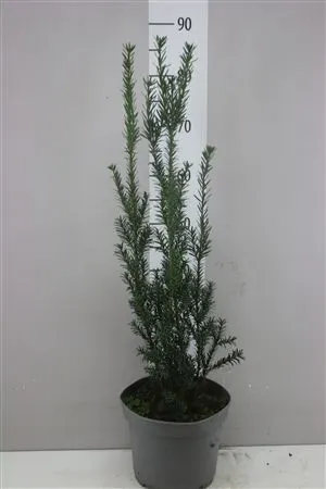 Taxus Me Hillii črepník 23 cm