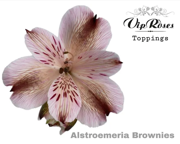 Alstr Brownies 75 cm
