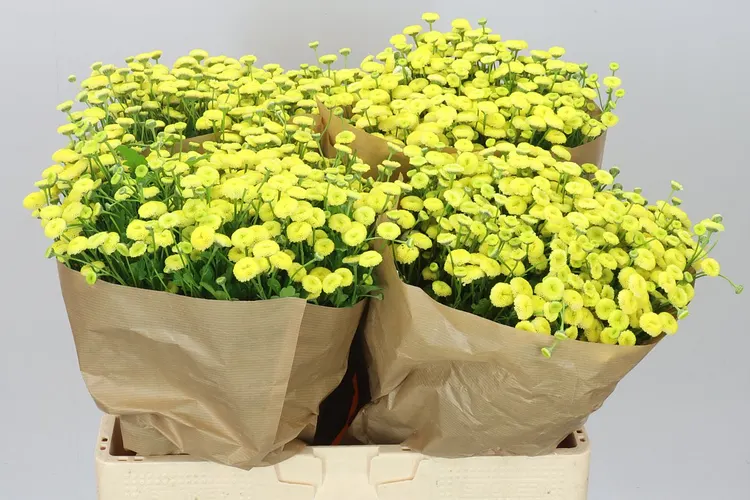 Tanacetum Amazone 60 cm