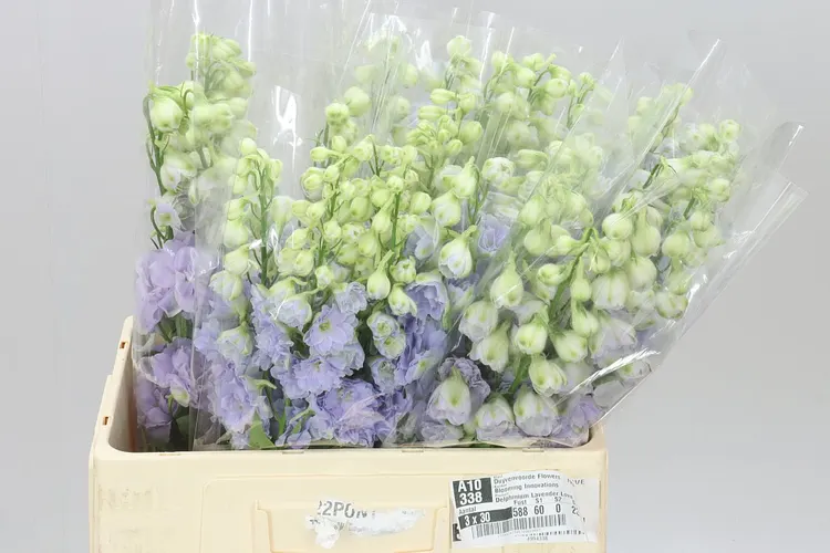 Delph El Lavender Love 60 cm