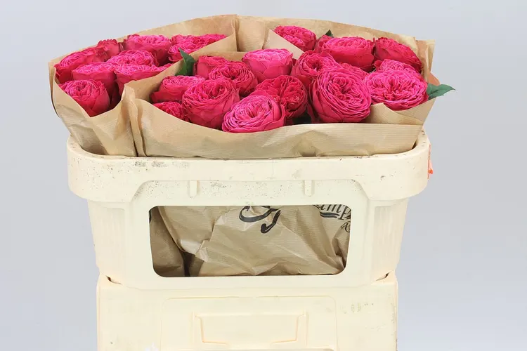 Rosa Gar Just More! 60 cm