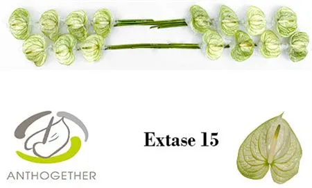 Anth Extase 7cm