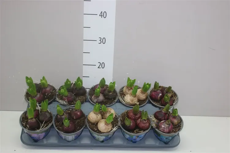 Hyacint mix 3pp črepník 12 cm