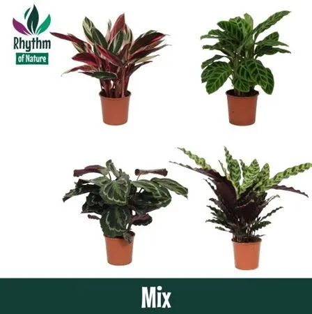 Calathea Gemengd črepník 14 cm