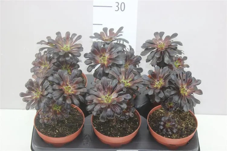 Aeonium Arboreum črepník 12 cm