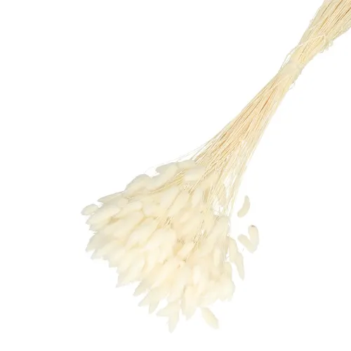 Sušený kvet Lagurus 65 cm