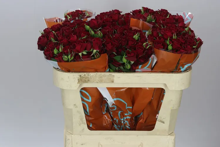 Rosa Tr Rubicon 3/4 70 cm