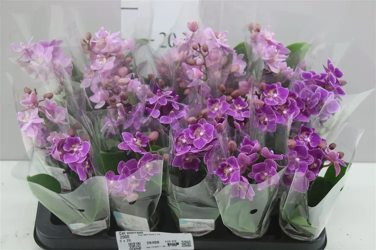 Orchidea Phalaenopsis Mini ružová, 2 výhony črepník 6 cm