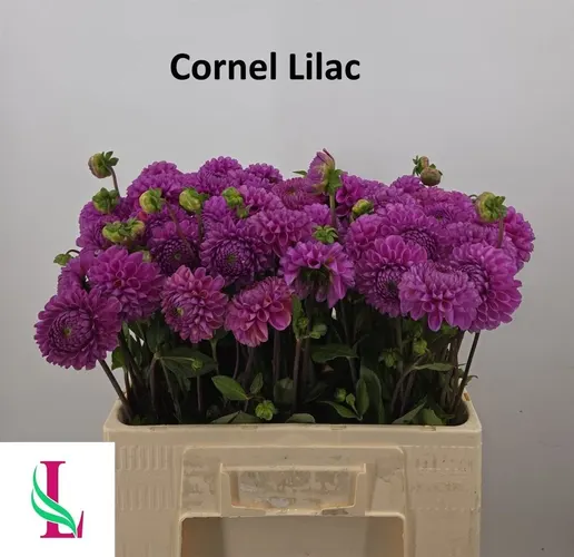 Dahlia Cornel Lila 50 cm