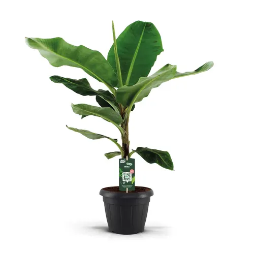 Musa Dwarf Cavendish Decopot črepník 35 cm