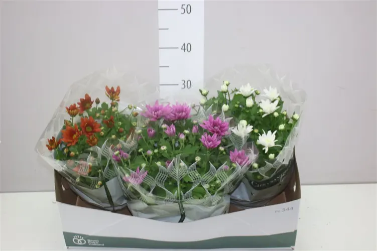 Chryzantéma črepníková mix v miske črepník 23 cm