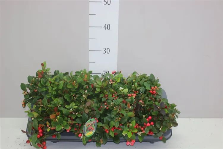 Gaultheria Pro Big Berry črepník 13 cm