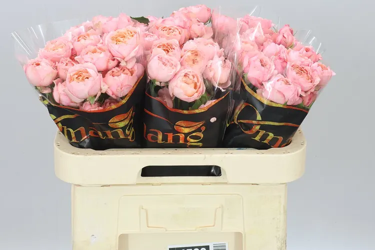 Rosa Tr Julietta X5 60 cm
