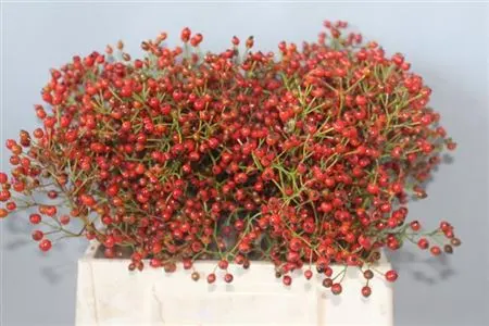 Rozenbottel Prinsberry Fire 50 cm
