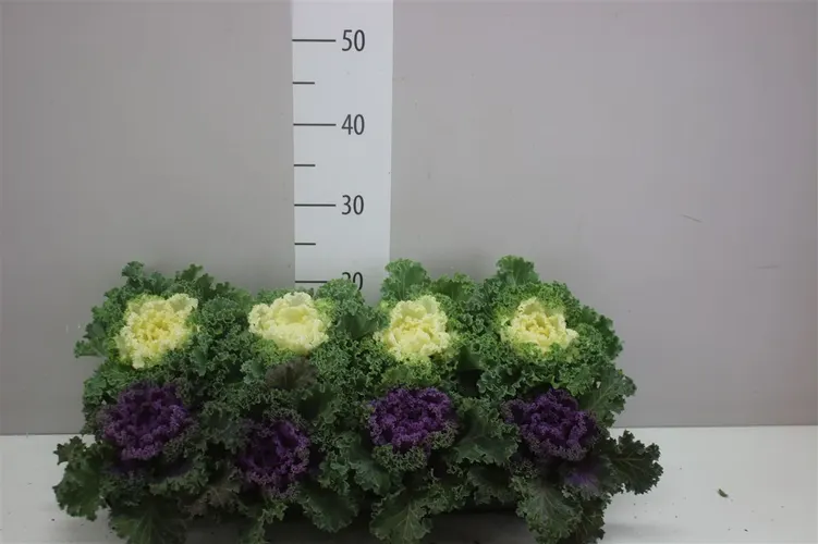 Brassica Sierkool Gekruld Gemengd črepník 12 cm