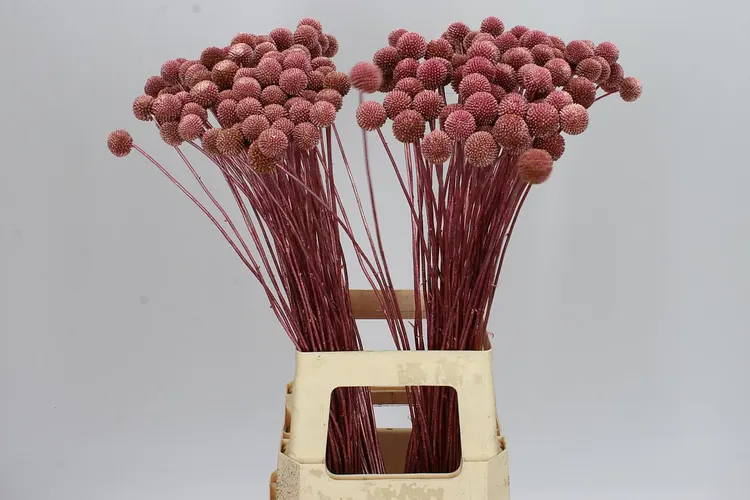 Craspedia Painted Rose Gold 60 cm
