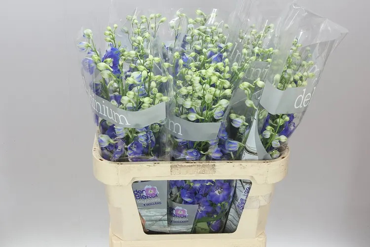 Stračonôžka Elatum Blue Emerald 80 cm