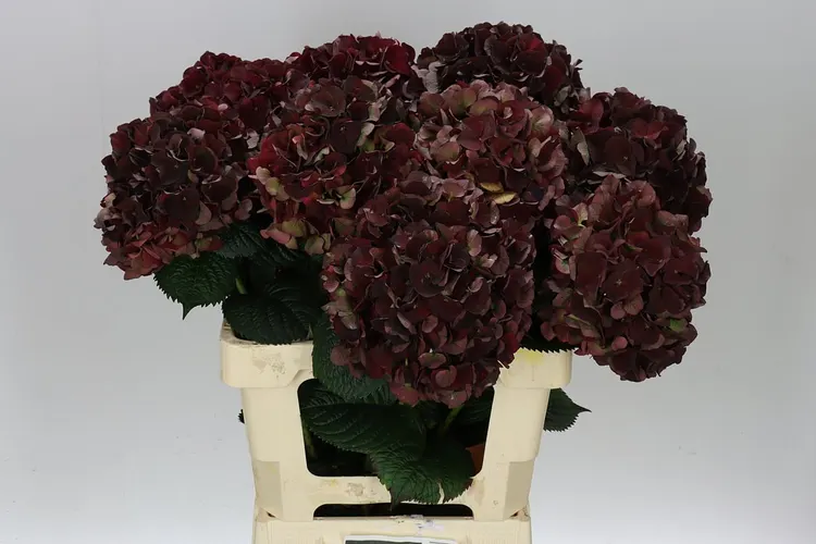 Hydrangea Dark Ruby Classic 60 cm