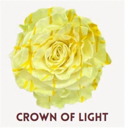 Ruža farbená Crown Of Light, Ekvádor 50 cm