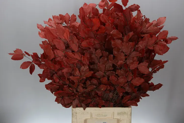Beuk Red 90 cm