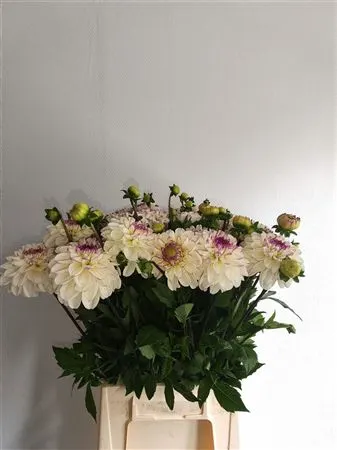 Dahlia Jowey White\ Pink 55 cm