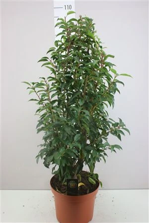 Prunus Lu Angustifoli črepník 26 cm