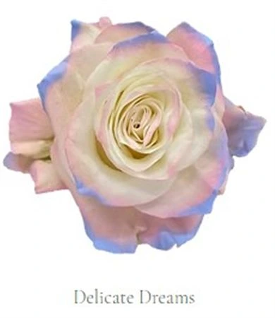 Ruža farbená Delicate Dreams, Ekvádor 50 cm