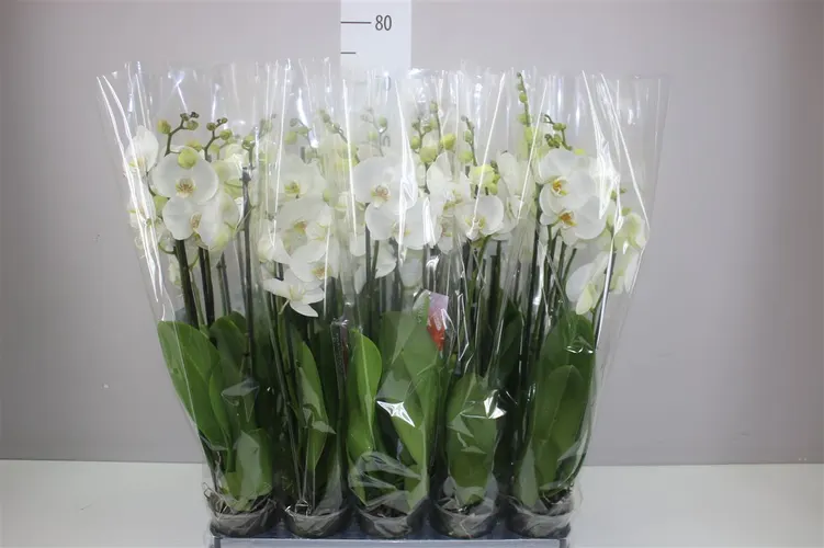 Orchidea Phalaenopsis biela, 4 výhony črepník 12 cm