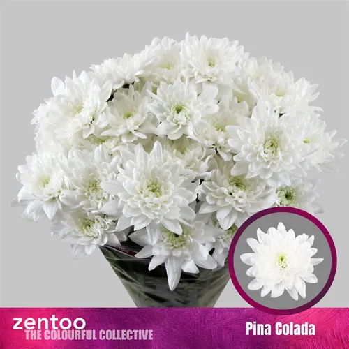 Chr T Pina Colada 70 cm