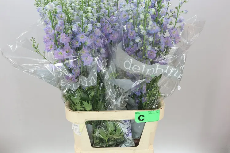 Delph El Blue Power 110 cm
