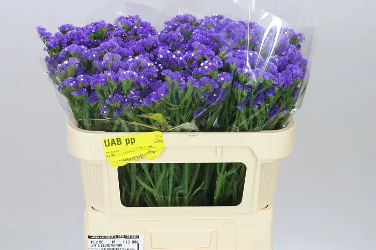Lim. S Cry Dark Blue 70 cm