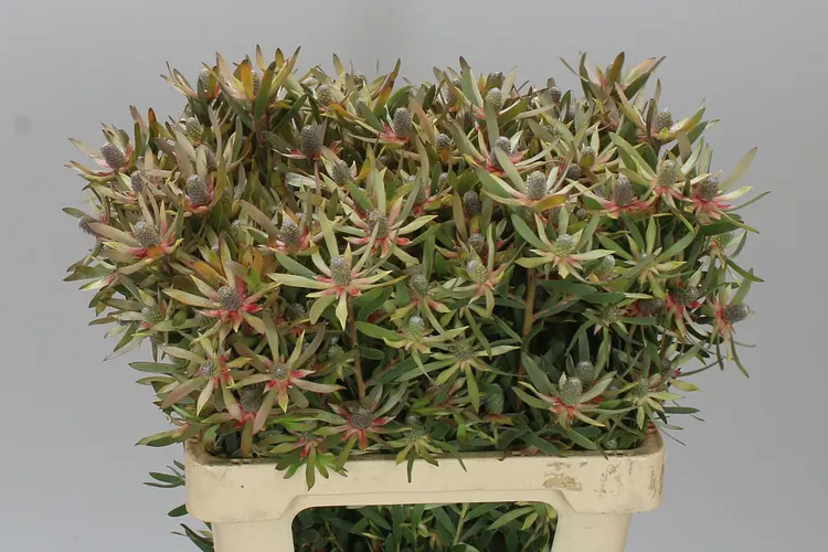 Exotické kvety (Exotics)
