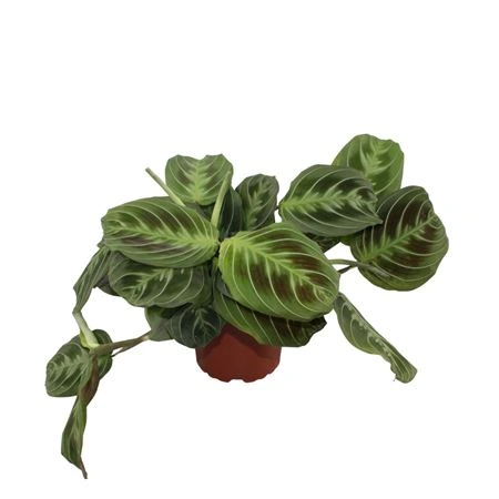 Maranta 'shadow' črepník 12 cm