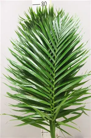 Cat Palm L6 60 cm