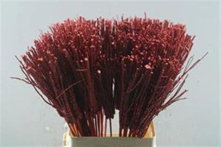 Takken Red+glitter, sušené 65 cm