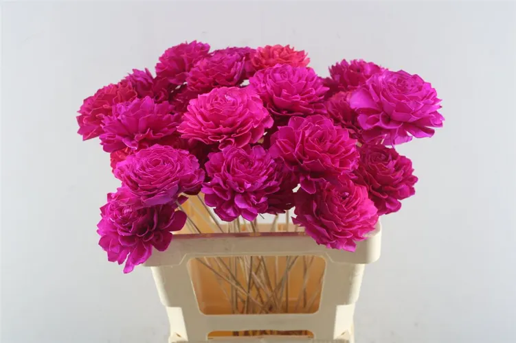 Dahlia Cerise 10 Cm, sušené 50 cm