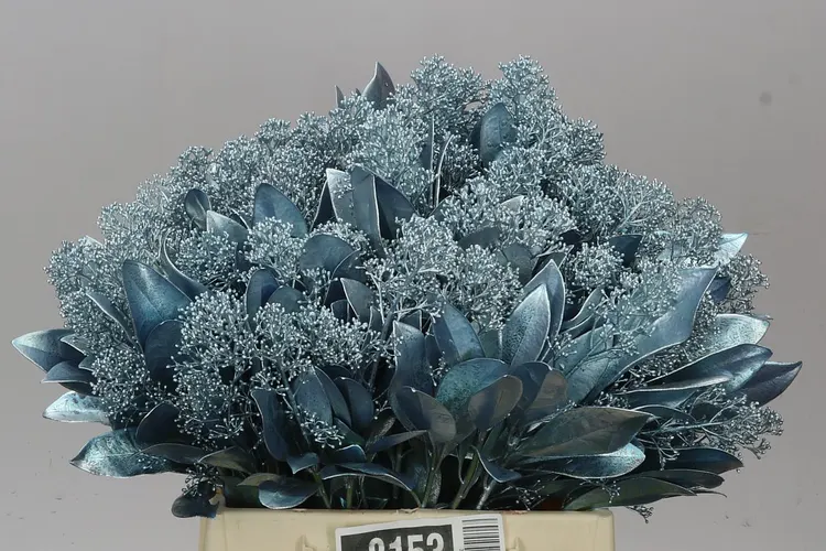 Skimmia farbená Ice Blue 45 cm