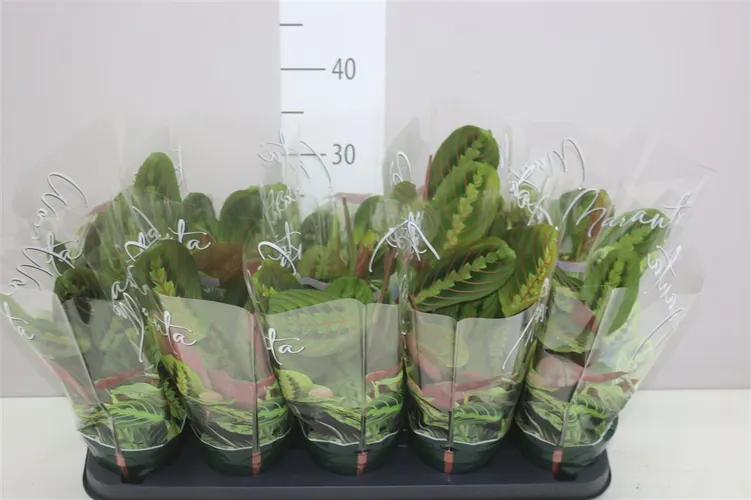 Maranta Fascinator črepník 12 cm