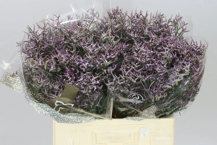 Limónium Saf Lilac 60 cm