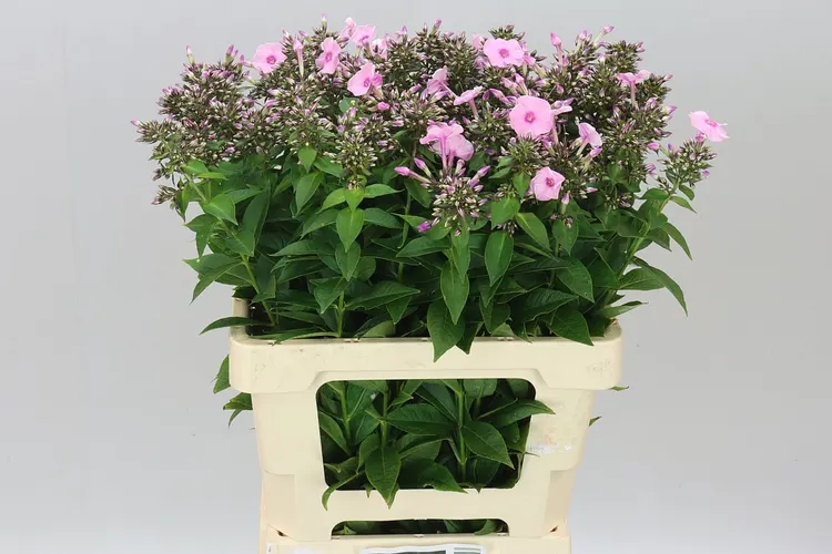 Phlox P Sweet Dance 60 cm